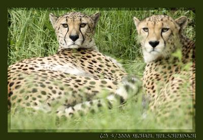 Cheetahs at Cologne Zoo