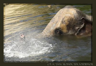 Elephant, taking a bath