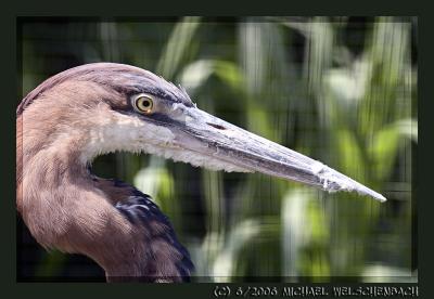 Giant Heron