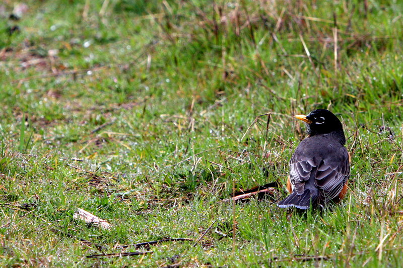 AMERICAN ROBIN.jpg