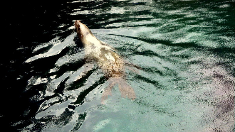 STELLERS SEA LION.JPG