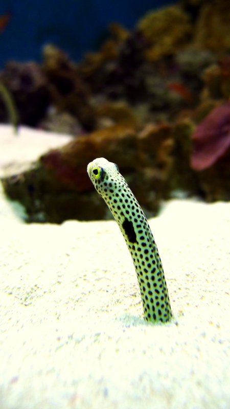 SPOTTED GARDEN EEL.JPG