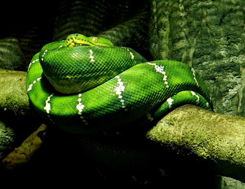 EMERALD TREE BOA.JPG