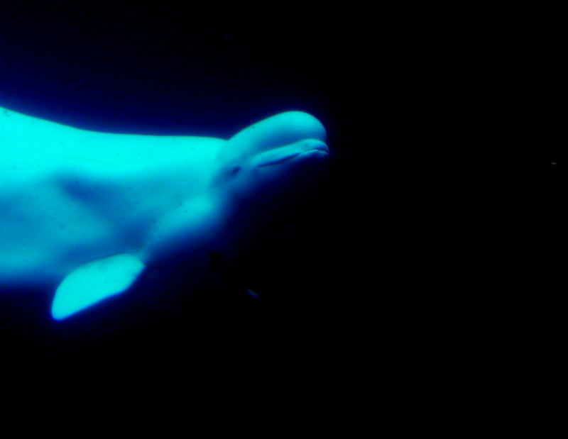 BELUGA.JPG