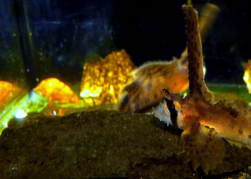 SAILFIN SCULPIN #1.JPG
