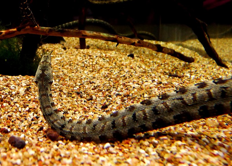 TENTACLED SNAKE.JPG