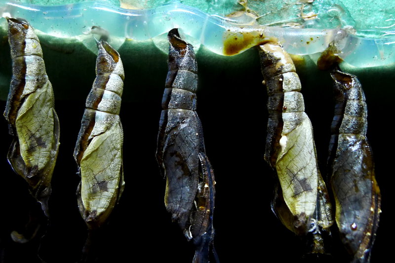 CHRYSALIDS #2.JPG