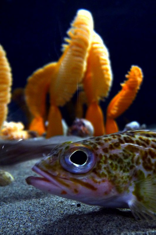 BIG-LIPPED FISH.JPG