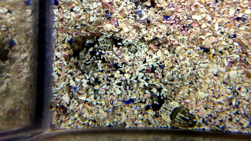 FLOUNDER COVERING ITSELF TO BLEND IN.JPG