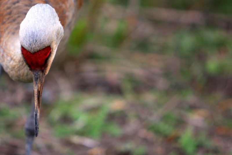 RED CROWN #3.jpg