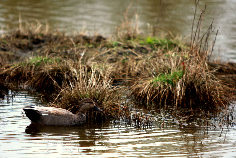 GADWALL DRAKE.jpg