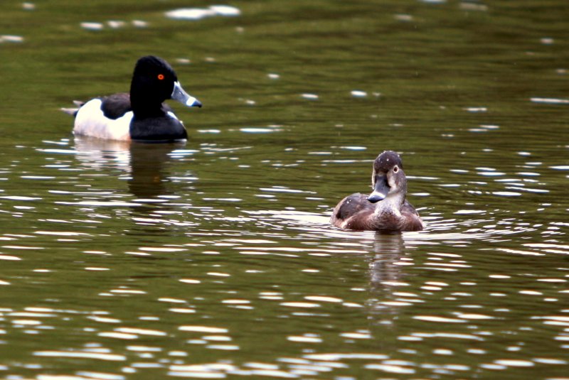 RING-NECKED DUCK-PAIR.jpg
