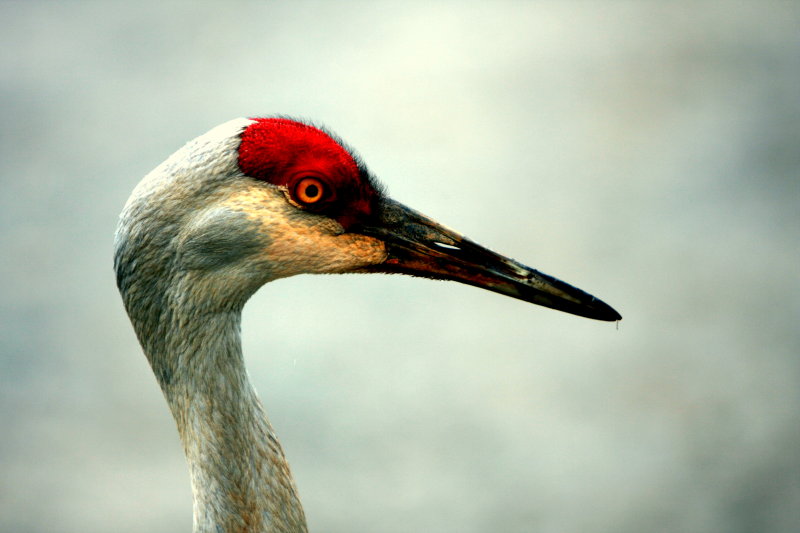 RED CROWN #5.jpg