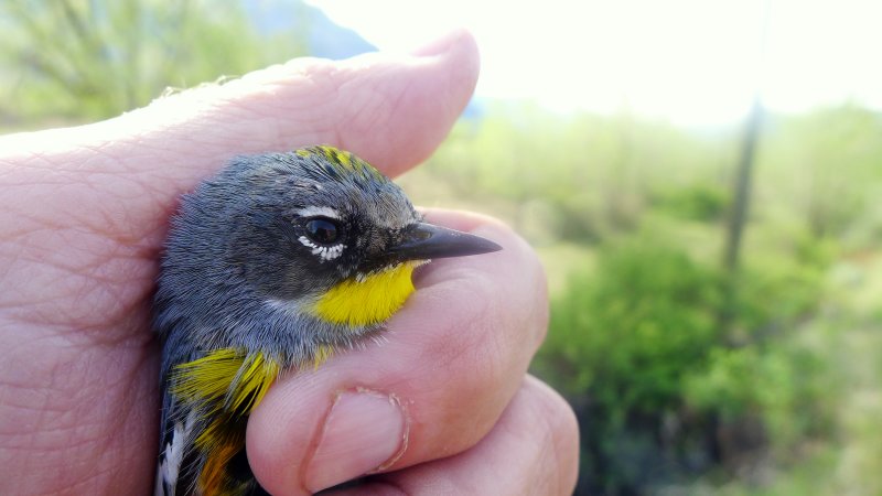 AUDUBONS WARBLER.JPG