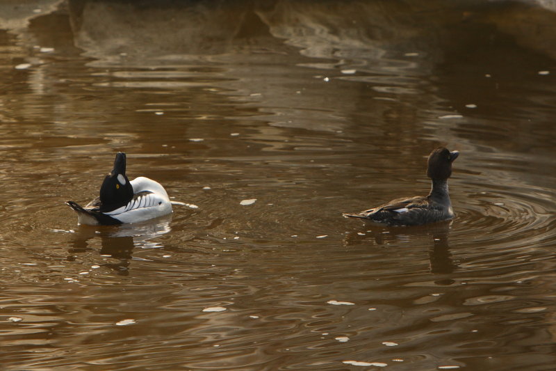 BEND OVER BACKWARDS-GOLDENEYE DISPLAY.JPG