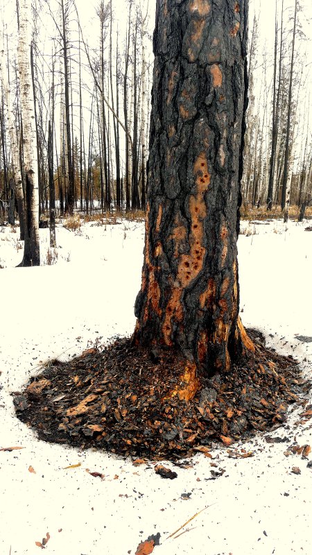 WOODPECKER WORK.JPG