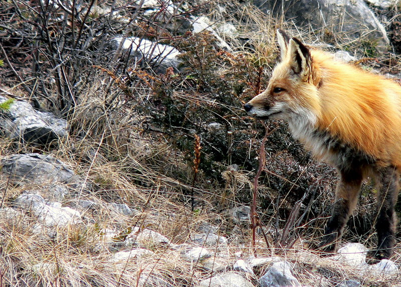 RED FOX-PORTRAIT.JPG