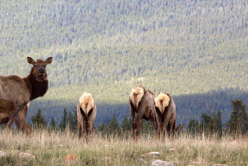 WAPITI 2.jpg
