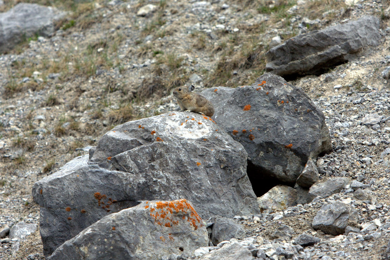 PICA 2.jpg