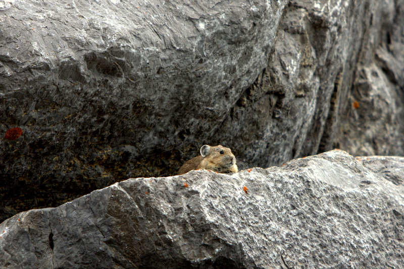 PICA 7.jpg