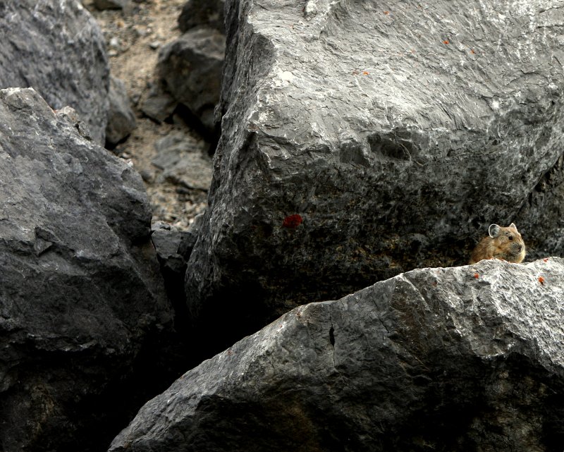 PICA 8.JPG