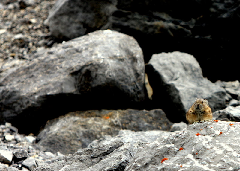 PICA 9.JPG