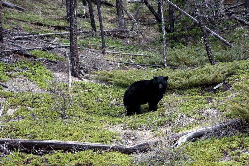 PARKWAY BEAR #6.JPG