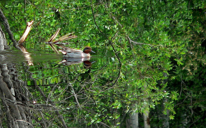 GREEN-WINGED TEAL.JPG