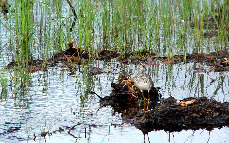 YELLOWLEGS ON MUD.JPG
