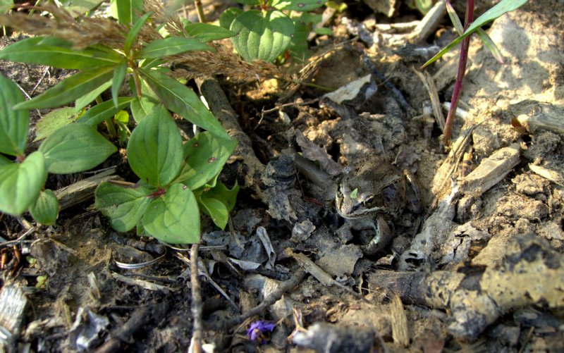 WOOD FROG 2.jpg
