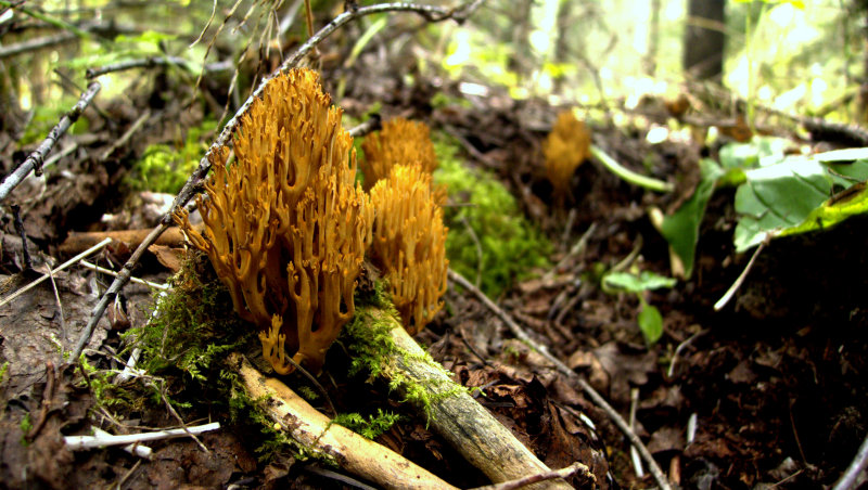 FUNGAL CASTLE.jpg