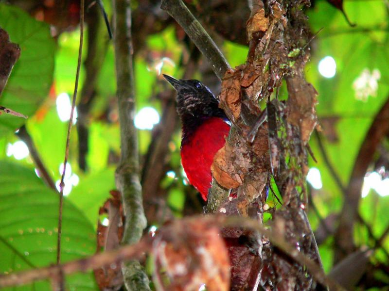 BLACK AND CRIMSON  PITTA #2