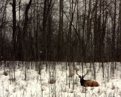 WAPITI RESTING.jpg