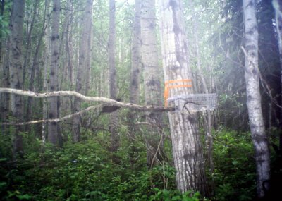 TRAP SETUP-NOTE RELEASED MARTEN LEAPING OFF BRANCH.JPG