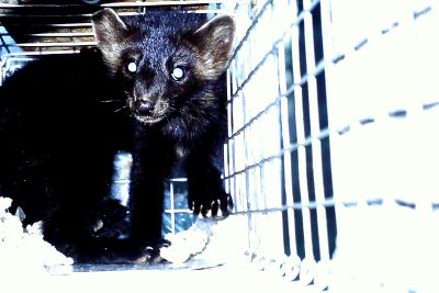 WILD-EYED MARTEN.JPG