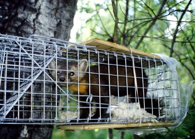 MARTEN WAITING TO BE TAGGED AND RELEASED.JPG