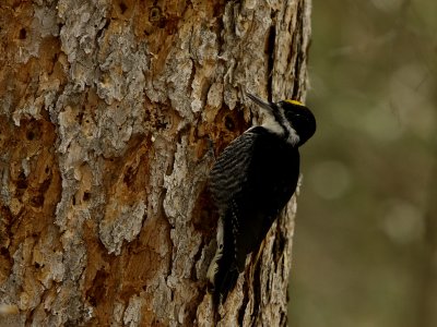 BLACK-BACKED WOODPECKER-MALE.JPG