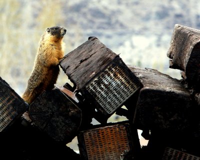 YELLOW-BELLIED MARMOTS