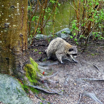 NORTHERN RACCOON
