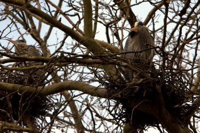 GREAT BLUE HERON