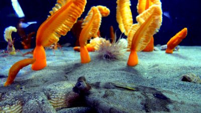 ENGLISH SOLE WITH SEA PENS.JPG