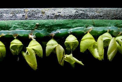 CHRYSALIDS #1.JPG