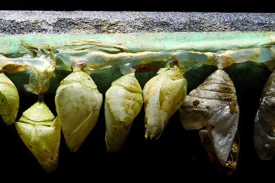 CHRYSALIDS #3.JPG