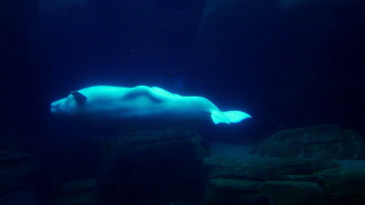 BELUGA ON IT'S BACK.JPG