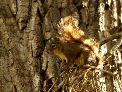RED SQUIRREL-BACKLIT TAIL .JPG