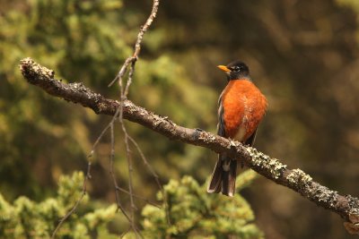 AMERICAN ROBIN.JPG