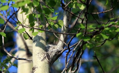 LEAST FLYCATCHER ON NEST.jpg