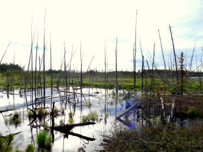 POND IN THE MUSKEG.JPG