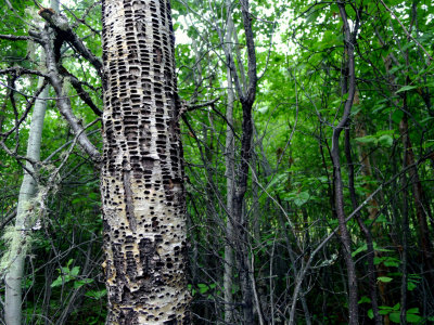 SAPSUCKER WELLS 2.JPG