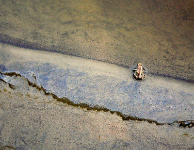 WOOD FROG ON THE HAY RIVER.JPG